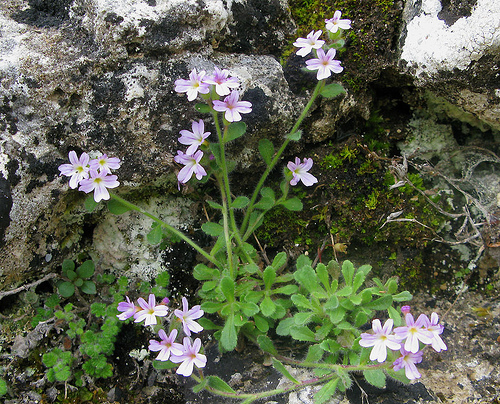 Erinus alpinus / Erinus